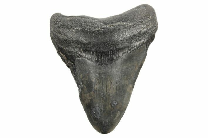 3.29" Fossil Megalodon Tooth - South Carolina